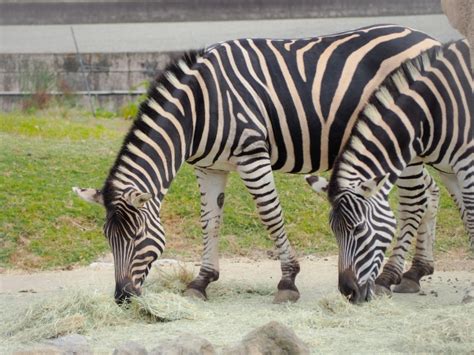 草食類|「草食動物」ってどんな動物？肉食動物とは何が違。